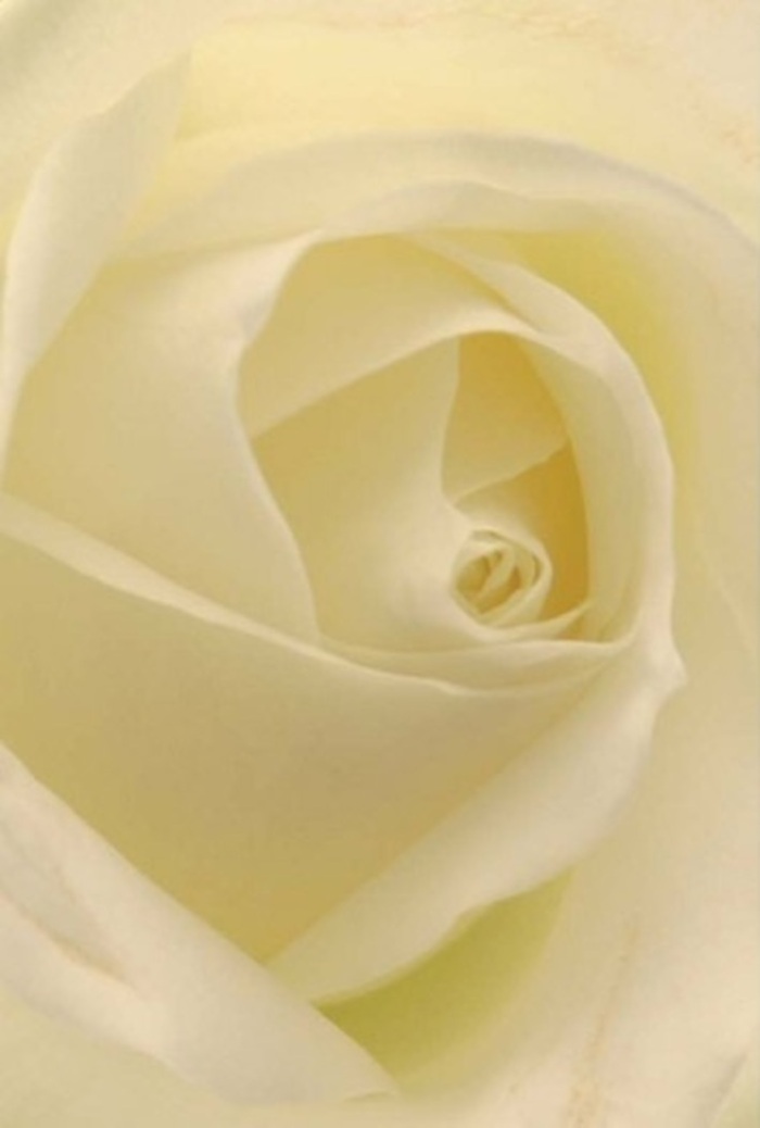 Through the lens of a seasoned Homerton florist, this close-up reveals a luminous white rose, its creamy, silk-like petals echoing a feeling of pure tranquility. Each layer is expertly sculpted, their alignment speaking of nature's wisdom and the meticulous care bestowed upon every locally arranged bouquet. Gentle shades of white merge with soft cream, creating a visually serene palette that brings to mind the ethereal morning light filtering through Homerton's Georgian windows. At the flower's core, a near-perfect spiral suggests resilience and clarity-an emblem of purity befitting a declaration of love, an apology, or a dignified centrepiece for a Homerton celebration. Shadow and light mingle harmoniously, enhancing the bloom's depth and allowing each undulation to shine. The unspoken fragrance, cleansing and discreet, imparts calm to any space, making this rose an elegant choice for any tender occasion across Homerton. The image is a celebration not only of botanical perfection but of the community's appreciation for the craftsmanship and subtlety found in the finest local floral artistry.